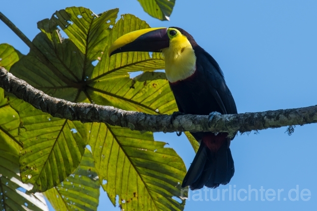 W15888 Goldkehltukan,Chestnut-mandibled Toucan - Peter Wächtershäuser