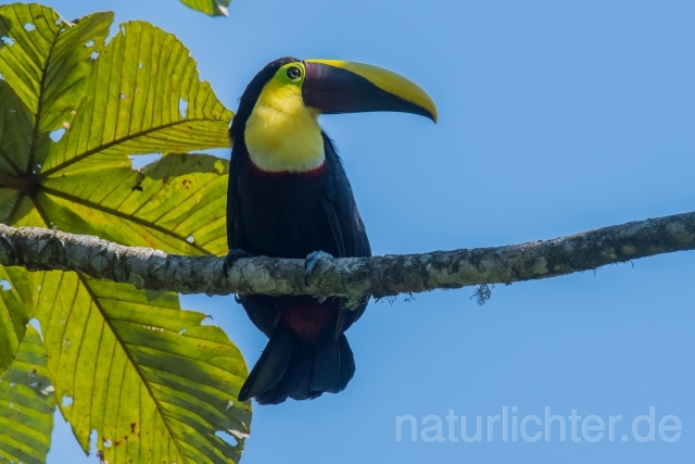 W15891 Goldkehltukan,Chestnut-mandibled Toucan - Peter Wächtershäuser