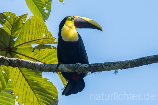 W15894 Goldkehltukan,Chestnut-mandibled Toucan - Peter Wächtershäuser