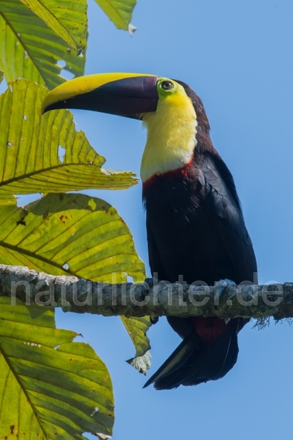 W15895 Goldkehltukan,Chestnut-mandibled Toucan - Peter Wächtershäuser