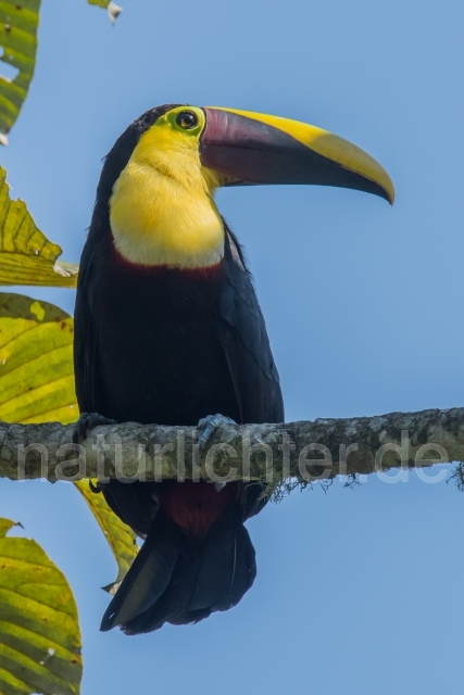 W15896 Goldkehltukan,Chestnut-mandibled Toucan - Peter Wächtershäuser