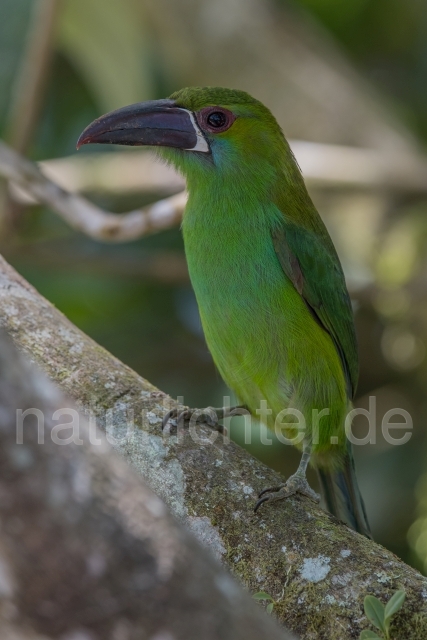 W15916 Blutbürzelarassari,Crimson-rumped Toucanet - Peter Wächtershäuser