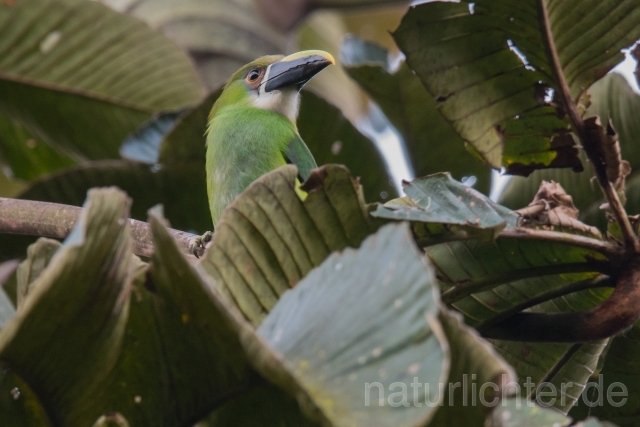 W15932 Laucharassari,Emerald Toucanet - Peter Wächtershäuser