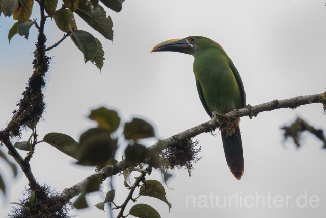 W15933 Laucharassari,Emerald Toucanet - Peter Wächtershäuser