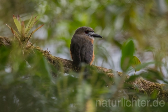 W16000 Diademfaulvogel,White-faced Nunbird - Peter Wächtershäuser