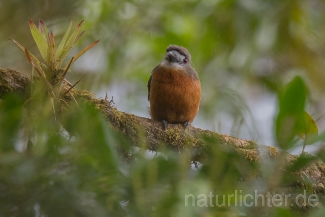 W16001 Diademfaulvogel,White-faced Nunbird - Peter Wächtershäuser