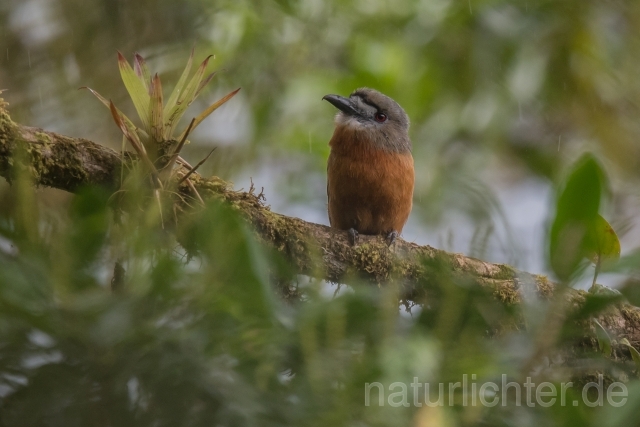 W16003 Diademfaulvogel,White-faced Nunbird - Peter Wächtershäuser