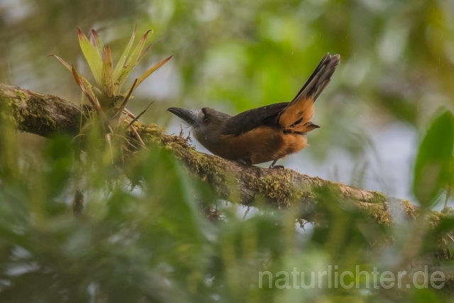 W16004 Diademfaulvogel,White-faced Nunbird - Peter Wächtershäuser