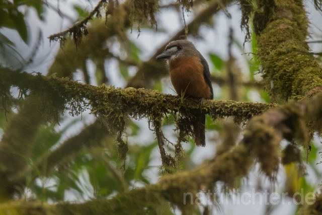 W16005 Diademfaulvogel,White-faced Nunbird - Peter Wächtershäuser