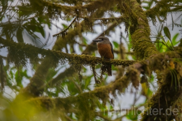 W16006 Diademfaulvogel,White-faced Nunbird - Peter Wächtershäuser