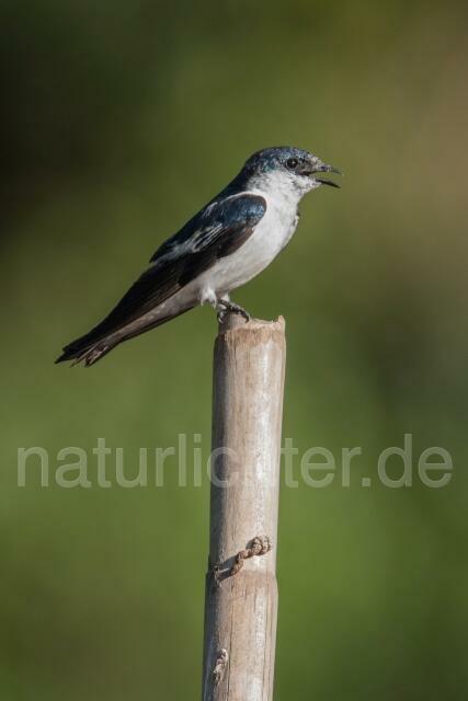 W16015 Cayenneschwalbe,White-winged Swallow - Peter Wächtershäuser
