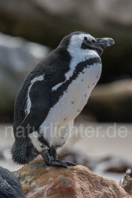 W16625 Brillenpinguin,African Penguin - Peter Wächtershäuser