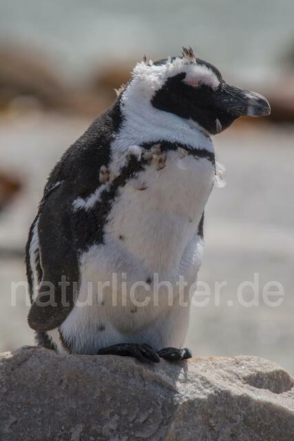 W16628 Brillenpinguin,African Penguin - Peter Wächtershäuser