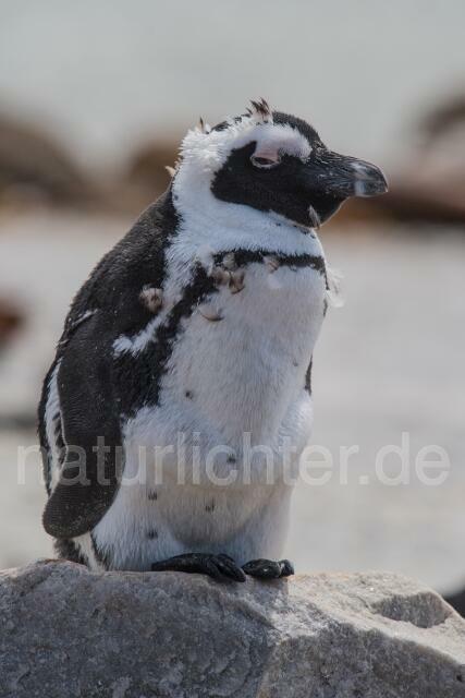 W16629 Brillenpinguin,African Penguin - Peter Wächtershäuser