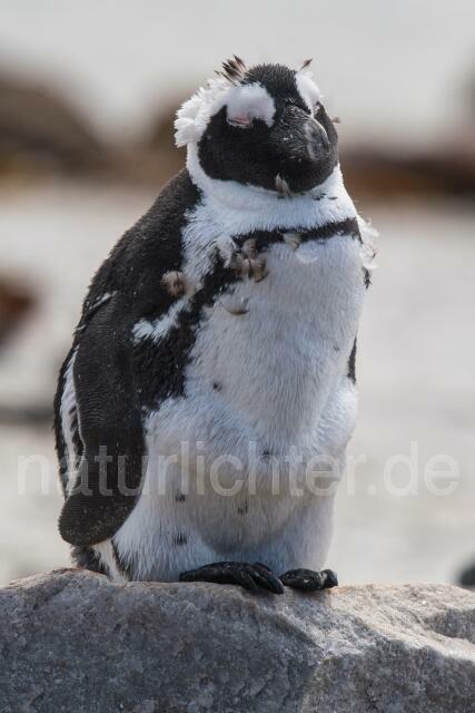 W16630 Brillenpinguin,African Penguin - Peter Wächtershäuser