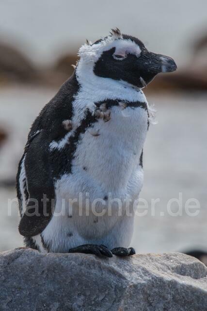 W16631 Brillenpinguin,African Penguin - Peter Wächtershäuser