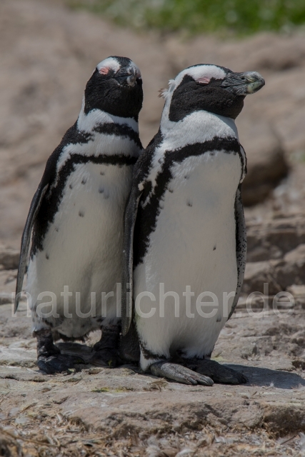 W16655 Brillenpinguin,African Penguin - Peter Wächtershäuser