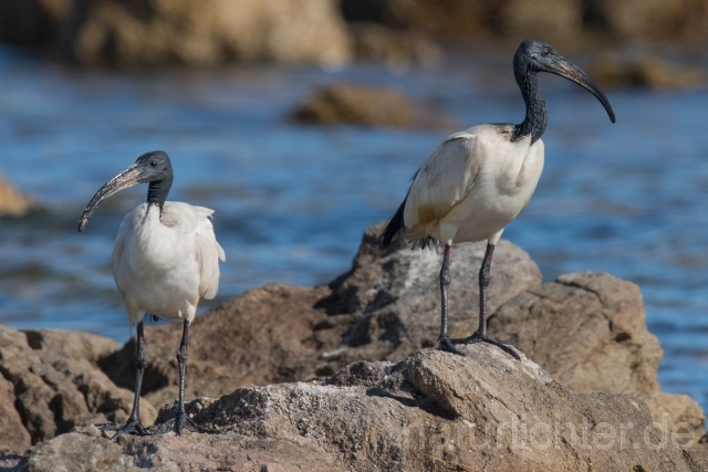 W16663 Heiliger Ibis,African Sacred Ibis - Peter Wächtershäuser