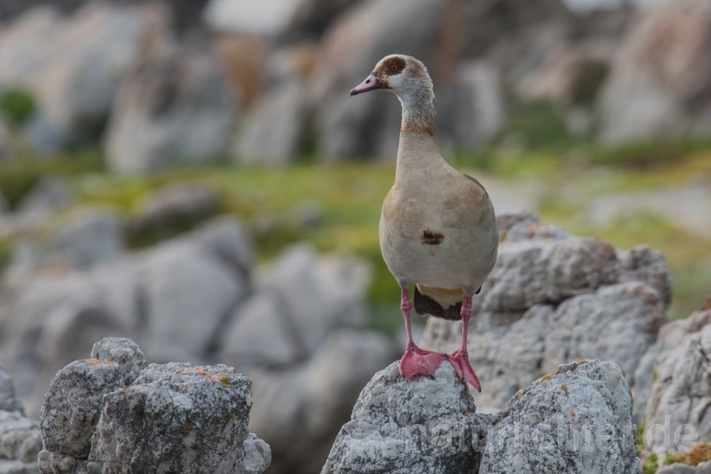 W16993 Nilgans,Egyptian Goose - Peter Wächtershäuser