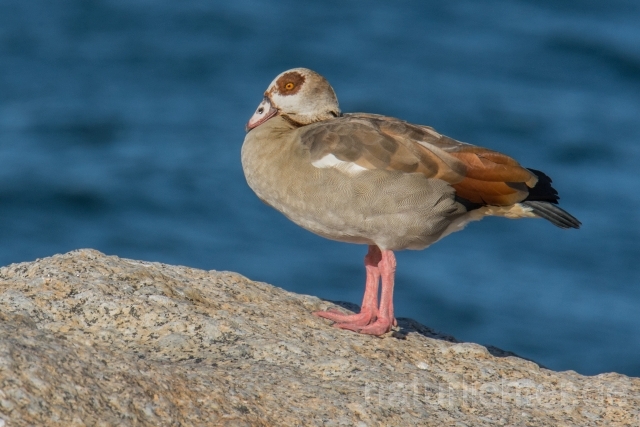 W16994 Nilgans,Egyptian Goose - Peter Wächtershäuser