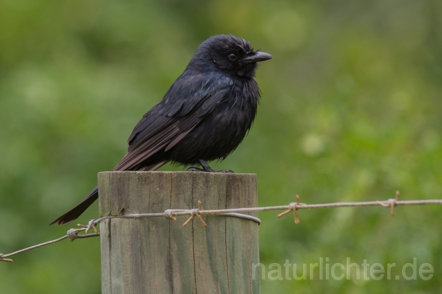 W17015 Trauerdrongo,Fork-tailed Drongo - Peter Wächtershäuser