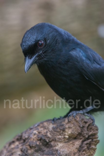 W17016 Trauerdrongo,Fork-tailed Drongo - Peter Wächtershäuser