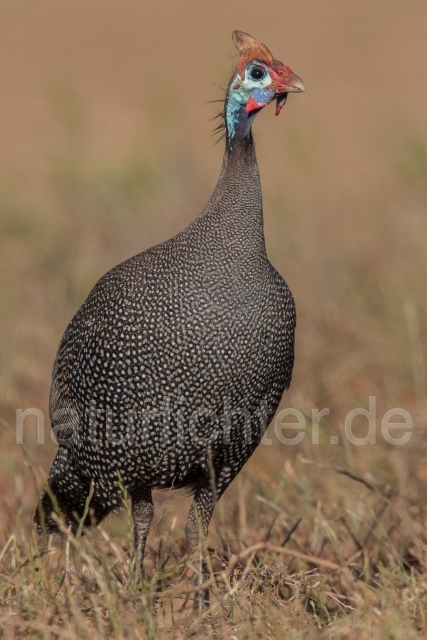 W17099 Helmperlhuhn,Helmeted Guineafowl - Peter Wächtershäuser