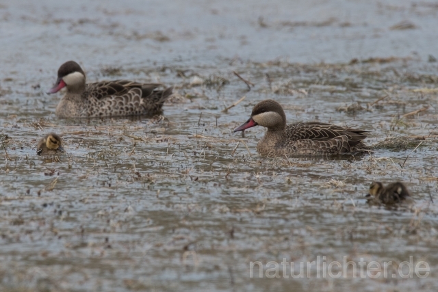 W17435 Rotschnabelente,Red-billed Teal - Peter Wächtershäuser