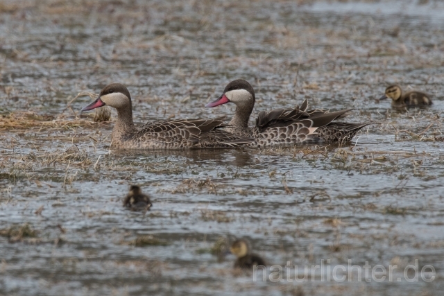 W17436 Rotschnabelente,Red-billed Teal - Peter Wächtershäuser