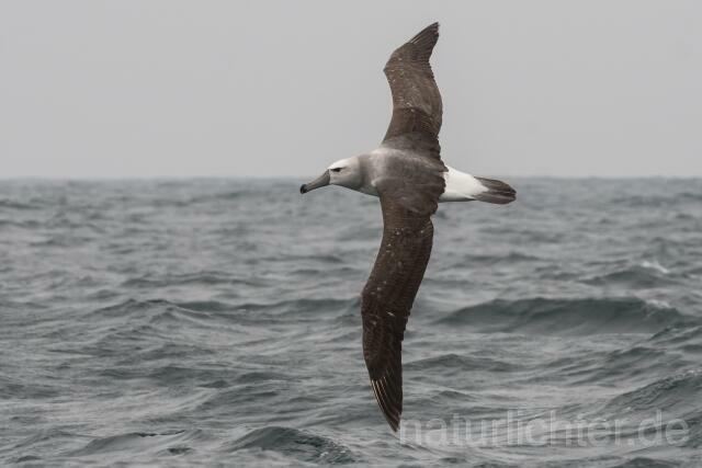 W17574 Weißkappenalbatros,Shy Albatross - Peter Wächtershäuser