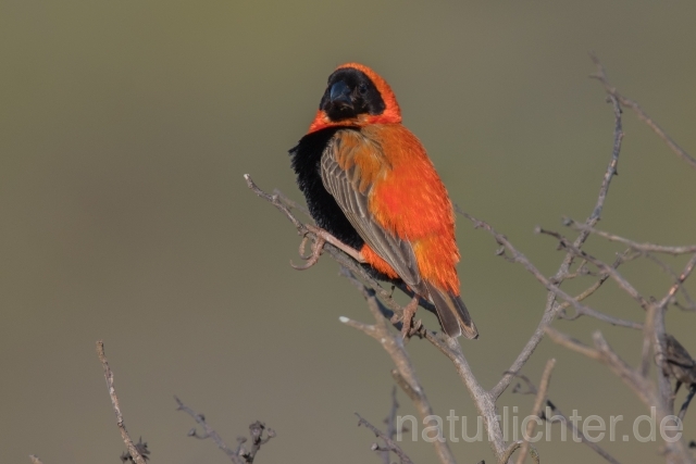 W17649 Oryxweber,Southern Red Bishop - Peter Wächtershäuser