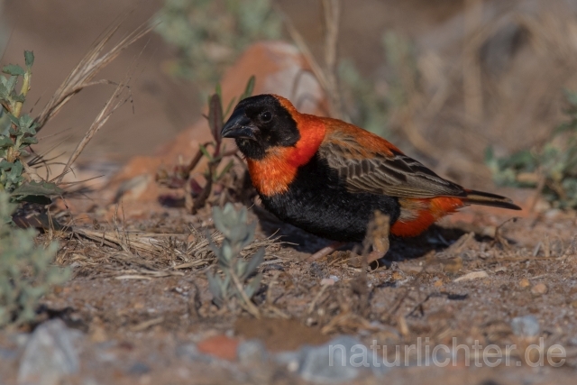 W17652 Oryxweber,Southern Red Bishop - Peter Wächtershäuser