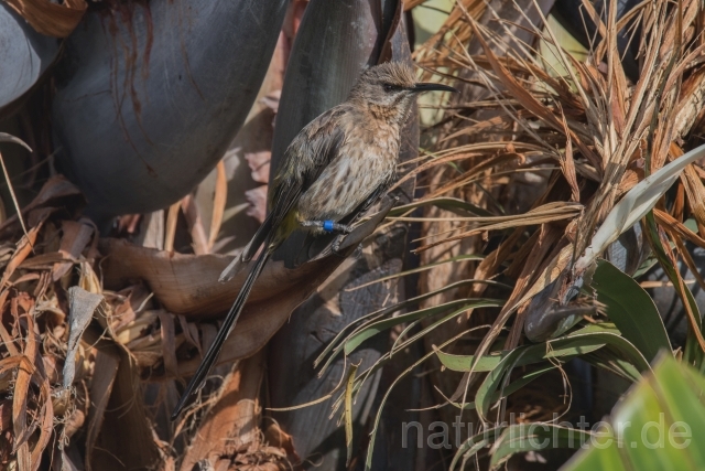 W17687 Kaphonigfresser,Cape Sugarbird - Peter Wächtershäuser