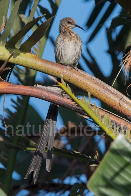 W17689 Kaphonigfresser,Cape Sugarbird - Peter Wächtershäuser