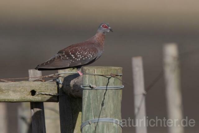 W17745 Guineataube,Speckled Pigeon - Peter Wächtershäuser