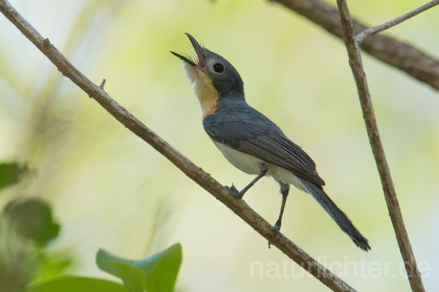 W18515 Breitschnabelmonarch,Broad-billed Flycatcher - Peter Wächtershäuser