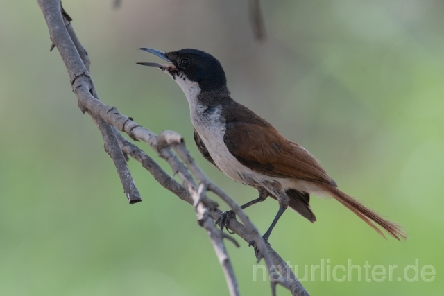 W18524 Glanzmonarch,Shining Flycatcher - Peter Wächtershäuser