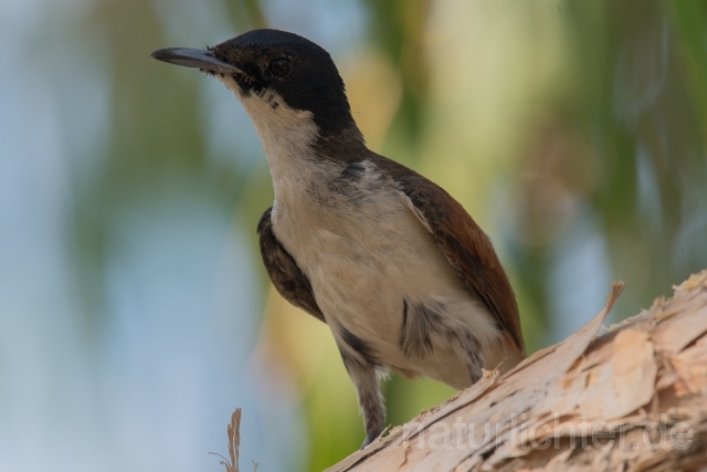 W18527 Glanzmonarch,Shining Flycatcher - Peter Wächtershäuser