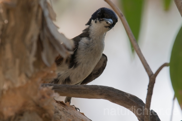 W18528 Glanzmonarch,Shining Flycatcher - Peter Wächtershäuser