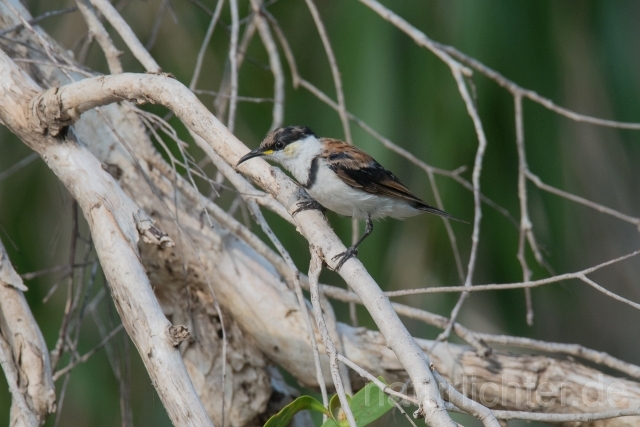 W18649 Brustband-Honigfresser,Banded Honeyeater - Peter Wächtershäuser