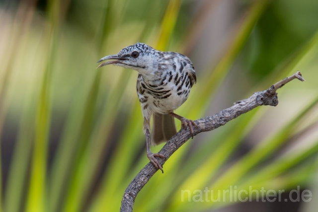 W18658 Wellenbrust-Honigfresser,Bar-breasted Honeyeater - Peter Wächtershäuser