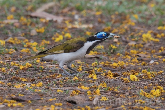 W18669 Blauohr-Honigfresser,Blue-faced Honeyeater - Peter Wächtershäuser