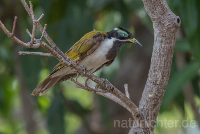 W18670 Blauohr-Honigfresser,Blue-faced Honeyeater - Peter Wächtershäuser