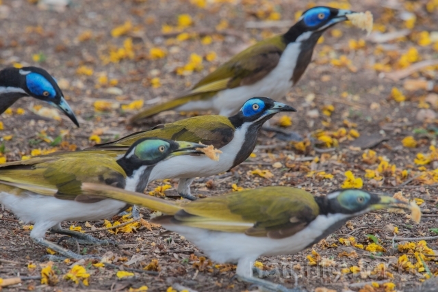 W18671 Blauohr-Honigfresser,Blue-faced Honeyeater - Peter Wächtershäuser