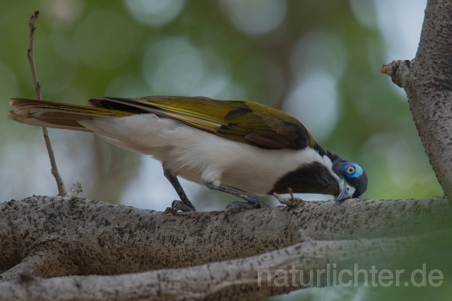 W18672 Blauohr-Honigfresser,Blue-faced Honeyeater - Peter Wächtershäuser