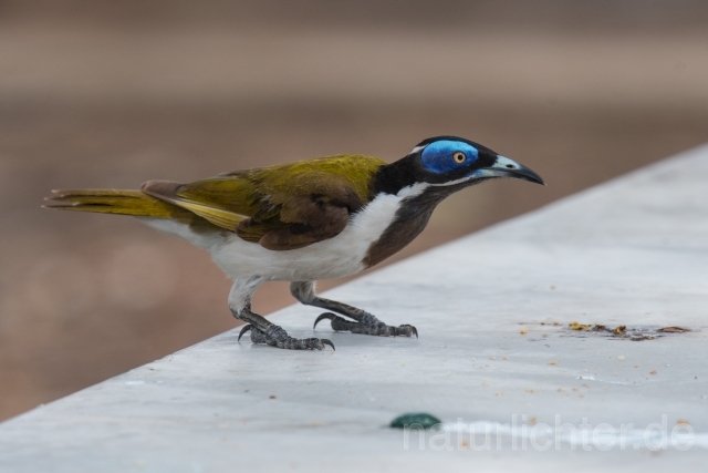 W18673 Blauohr-Honigfresser,Blue-faced Honeyeater - Peter Wächtershäuser