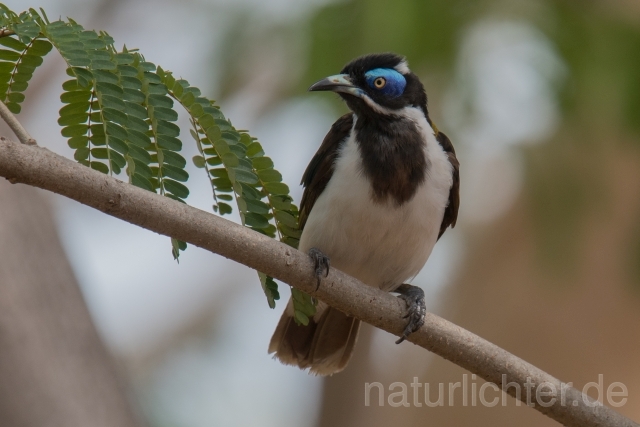 W18674 Blauohr-Honigfresser,Blue-faced Honeyeater - Peter Wächtershäuser