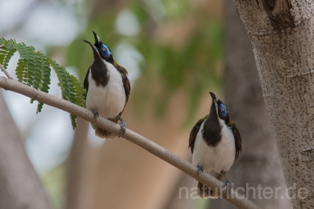 W18675 Blauohr-Honigfresser,Blue-faced Honeyeater - Peter Wächtershäuser