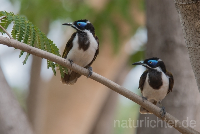 W18676 Blauohr-Honigfresser,Blue-faced Honeyeater - Peter Wächtershäuser