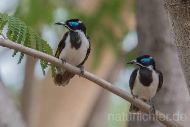 W18677 Blauohr-Honigfresser,Blue-faced Honeyeater - Peter Wächtershäuser